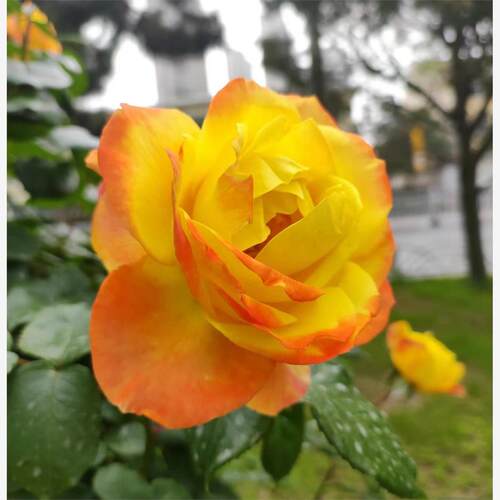 光谱月季花苗变色系爬藤