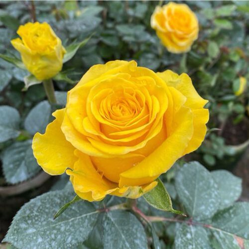 苏格兰黄油月季花苗扦插苗切花玫瑰苗盆栽四季灌木庭院阳台