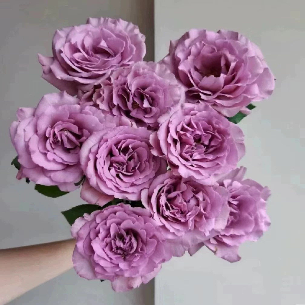 切花暮光之城月季花苗图片