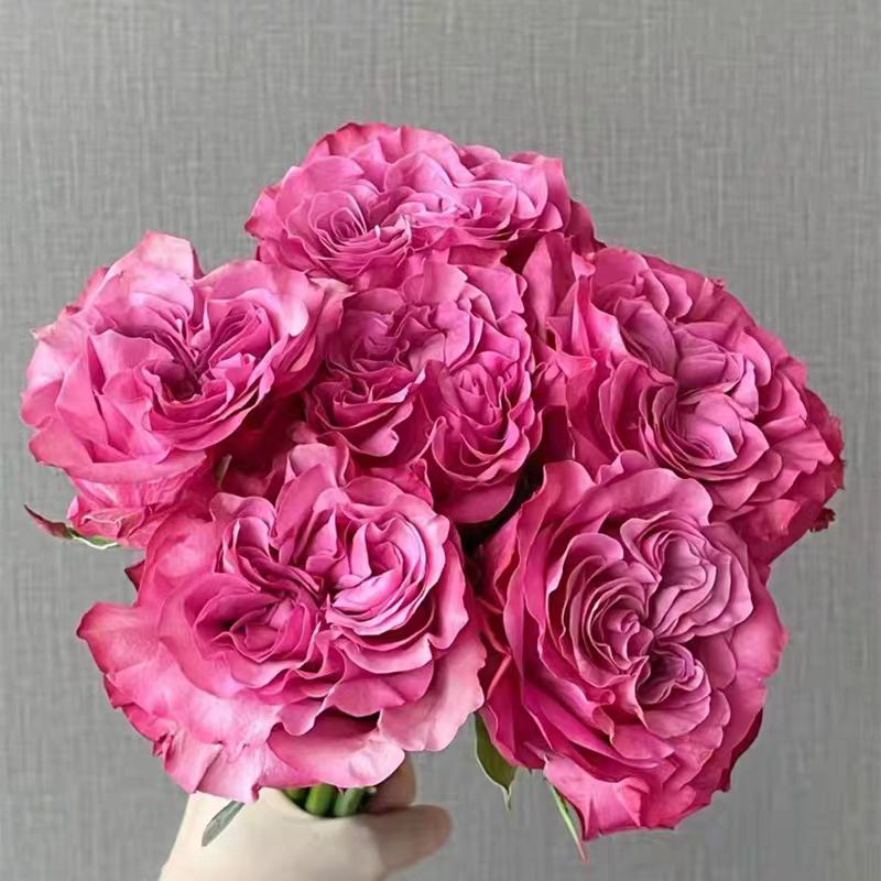 蓝调月季花苗紫色灌木大