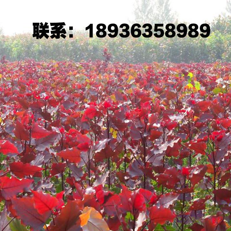 中华红叶杨速生无絮观赏杨南林3804南林3412扦插苗白杨树苗107