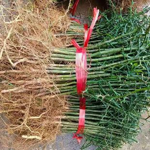 枳壳苗枸橘苗绿篱笆嫁接砧木护院子壳刺树苗枳壳臭橘苗实生苗防盗