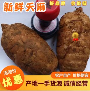 天麻云南昭通天麻当季新鲜天麻正宗昭通彝良小草坝天麻小草坝直发