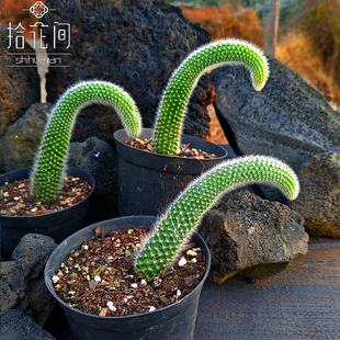 仙人掌系列绿植盆栽 多肉植物 九尾狐 狐狸尾巴