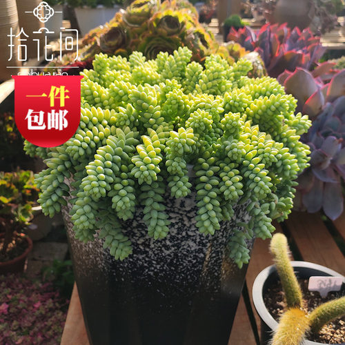 玉缀多肉爆盆悬崖盆栽带盆发货