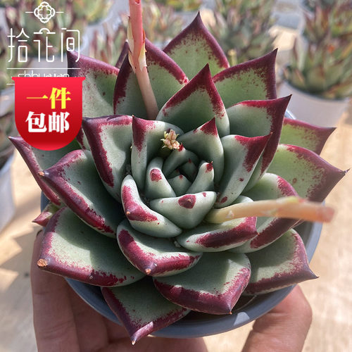 乌木多肉植物阳台盆栽云南昆明