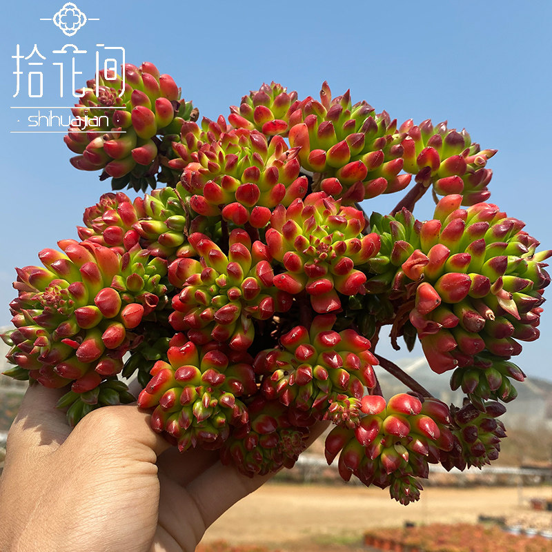 小灯笼超级蒂亚大老桩多头多肉植物拾花间一颗包邮庭院