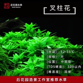 水草 水下叶 造景 鱼缸装 后花园水族实拍 叉柱花 饰 中前景草