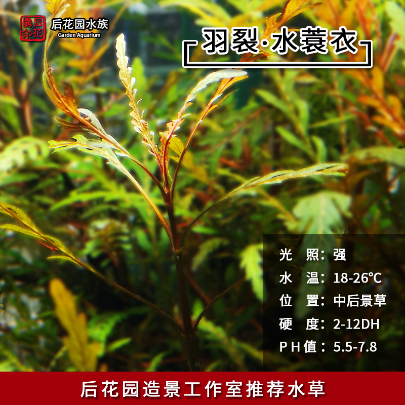 水上叶品牌精品汇聚 价格大全移动版 最宠网 水上叶品牌精品汇聚 价格大全移动版 最宠网