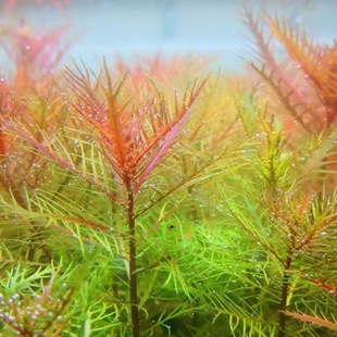 红雨伞水草鱼缸造景中后景水草红色水草活体淡水植物有茎类