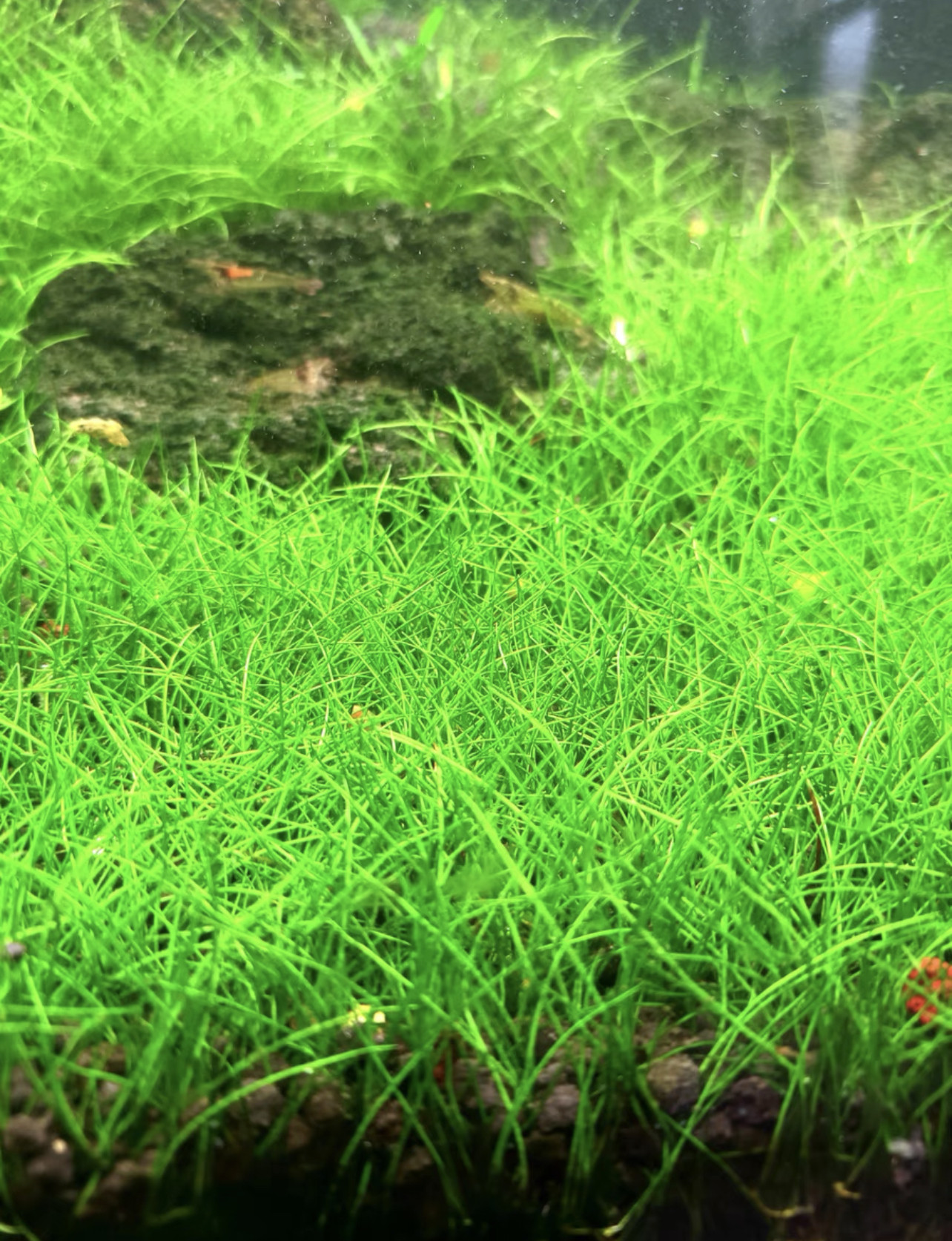 水下叶迷你牛毛水草鱼缸草坪草皮造景植物阴性前景大牛毛毡水下叶