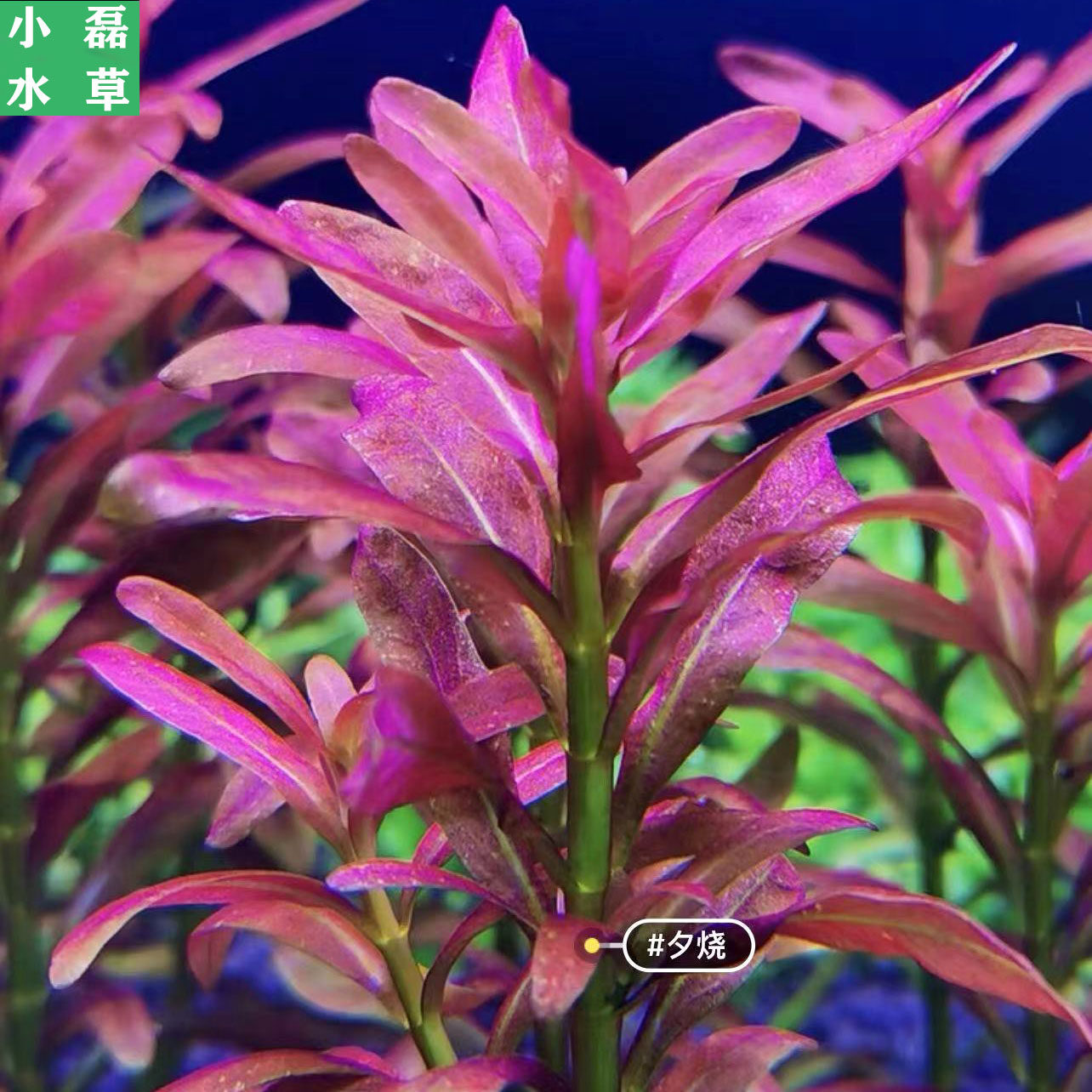 夕烧水草水下叶活体植物非种子鱼水草