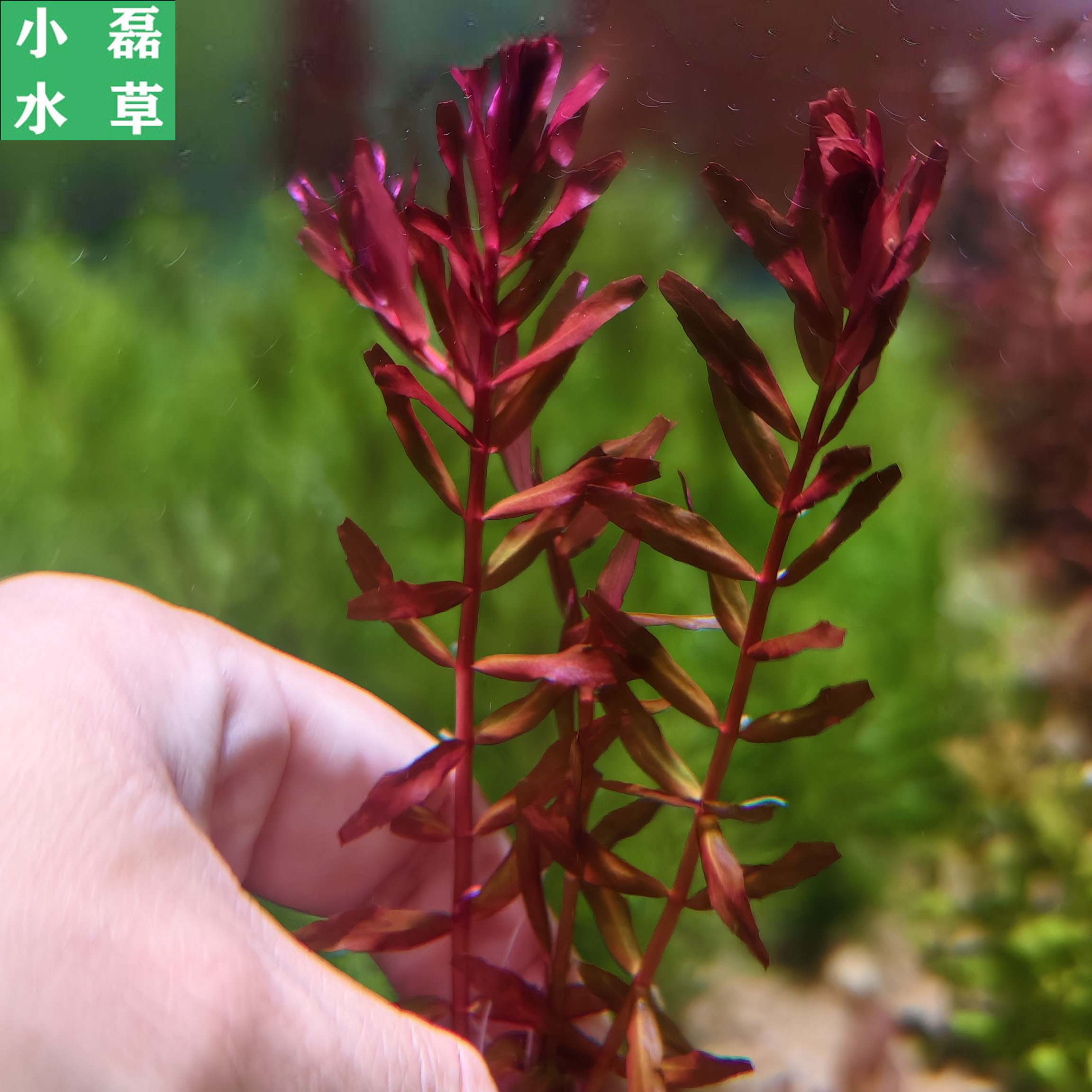 小磊水草 美杜莎血宫廷中后景草缸造景阳性草可发色