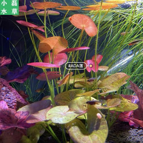 秘鲁夜开睡莲ADA红莲血红虎斑鱼缸水草活体红色稀有高端新品淡水