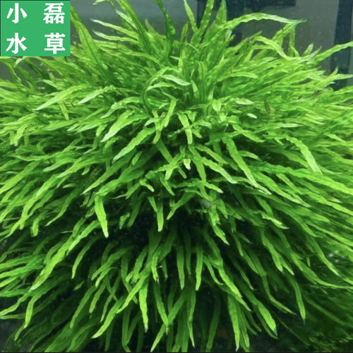 小磊水草叉叶铁皇冠稀有水草淡水下叶草缸造景ada