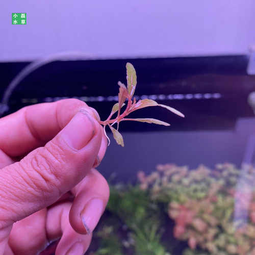 小侧芽uk雨裂水下叶阳性草