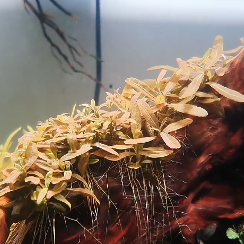 粉叉柱稀有水草棕叉柱花阿ADA水草鱼缸造景叉柱花水草