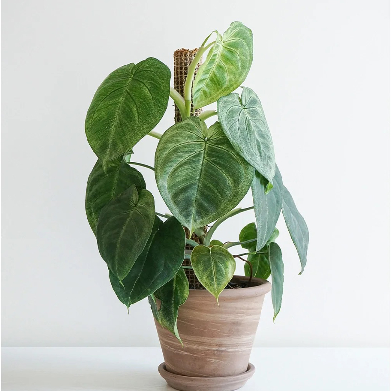 耐热好养室内观叶ins风