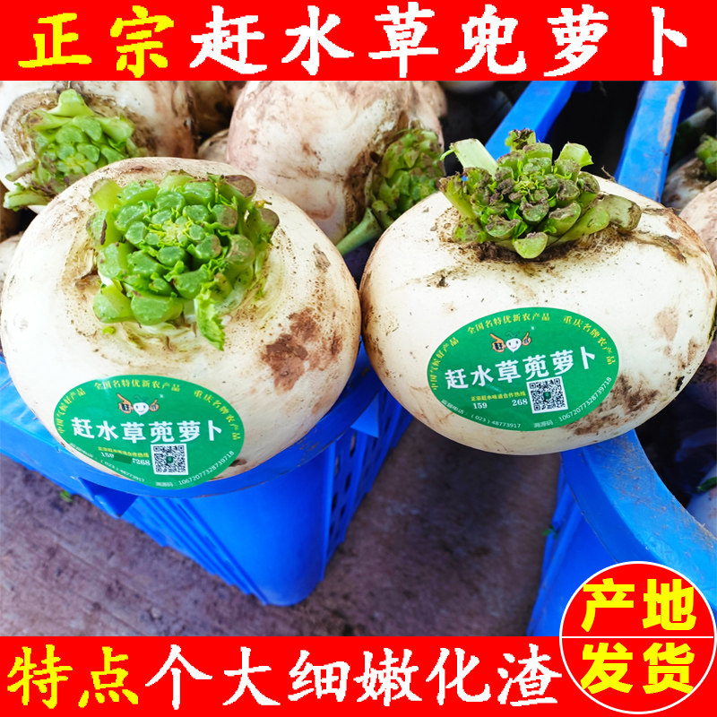 重庆綦江赶水草兜萝卜5斤2025年新鲜白萝卜农家自种圆萝卜团萝卜,水产肉类/新鲜蔬果/熟食,萝卜/胡萝卜,淘宝优惠券,粉丝福利购,淘宝优惠卷