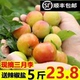 水果酸甜可口李子孕妇爱吃整箱LL 广东钱排三月李新鲜当季 正宗