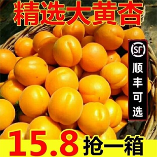 顺丰杏子新鲜水果整箱黄杏应当季孕妇酸甜脆杏整箱大果青蜜杏SS