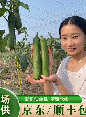 晓玲农场新鲜现摘肉丝瓜肉厚鲜美