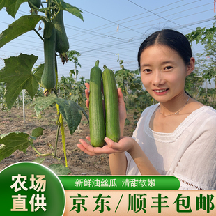 京东顺丰包邮新鲜现摘香丝瓜肉丝瓜嫩短粗丝瓜子孕妇下奶时令蔬菜