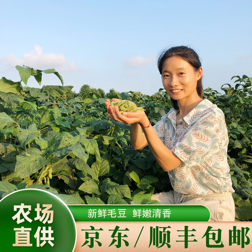 苏北农村新鲜现摘毛豆角