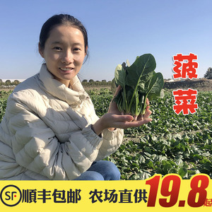 顺丰包邮霜冻新鲜农家小菠菜本地菠菜矮脚小叶汤菠菜红根菠菜3斤