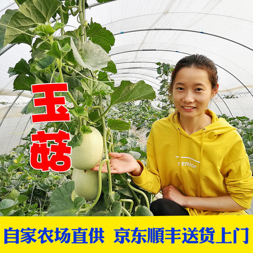 正宗东台特产玉菇甜瓜甜糯好吃