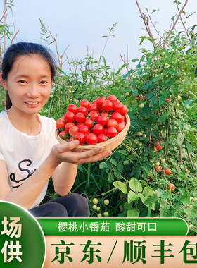 新鲜现摘日本樱桃番茄
