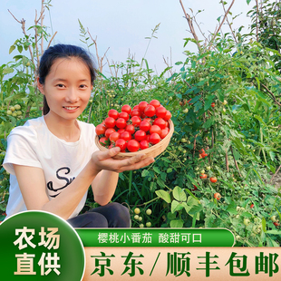 京东顺丰包邮新鲜现摘日本樱桃小番茄圣女果水果番茄小西红柿酸甜