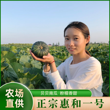 晓玲农场正宗日本进口种源惠和一号贝贝南瓜板栗迷你婴儿宝宝辅食