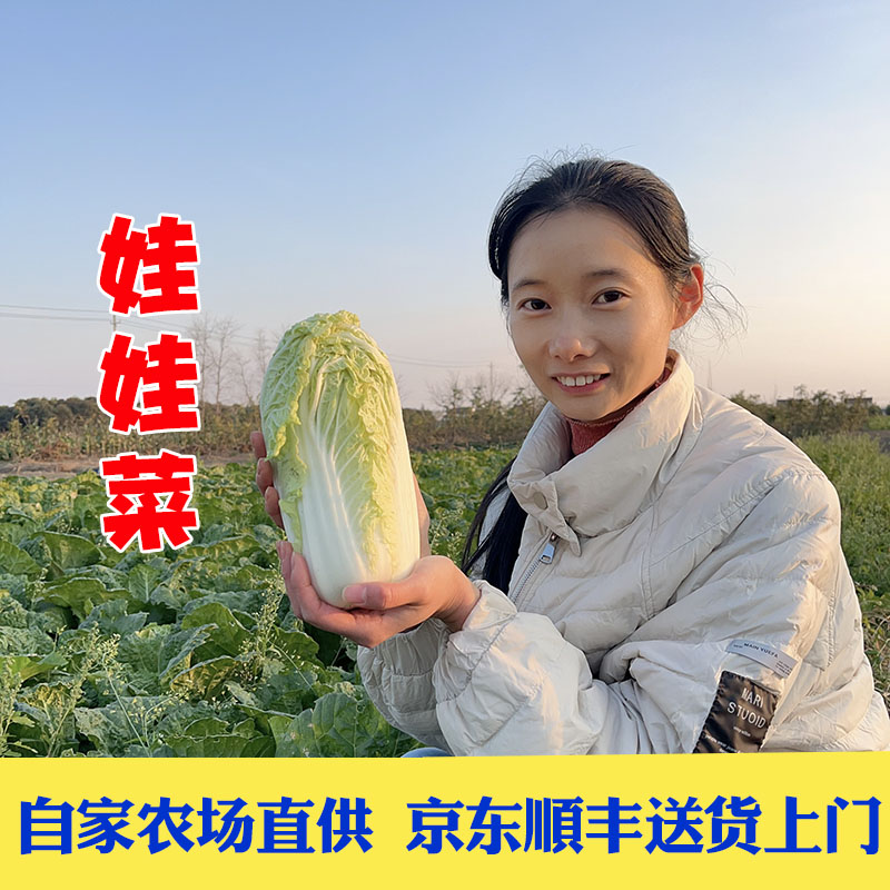 露天霜冻娃娃菜口感清甜