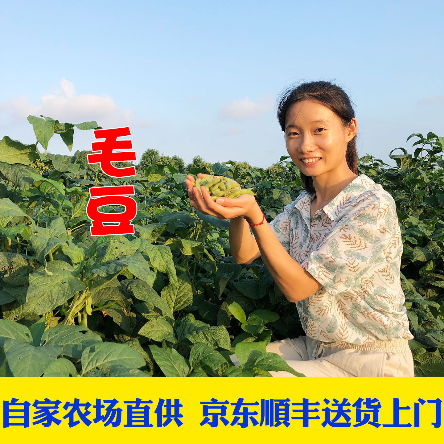 京东顺丰包邮苏北农村新鲜现摘毛豆角青毛豆带壳生毛豆荚绿豆荚