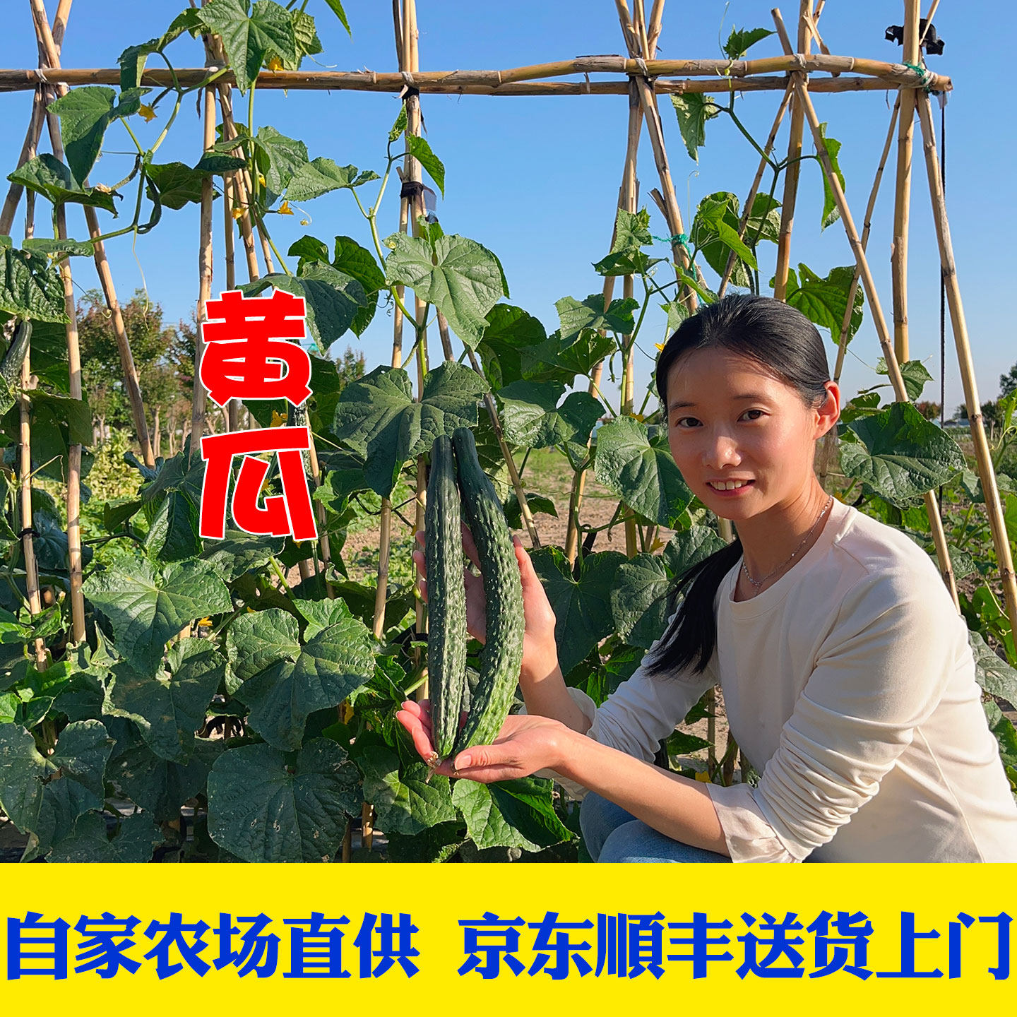 京东顺丰包邮新鲜现摘本地老品种黄瓜水果黄瓜带刺可凉拌脆嫩爽口
