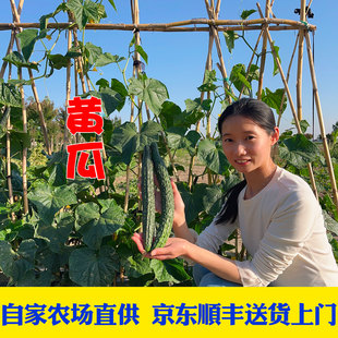 京东顺丰包邮新鲜现摘本地老品种黄瓜水果黄瓜带刺可凉拌脆嫩爽口