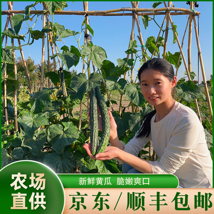 京东顺丰包邮新鲜现摘本地老品种黄瓜水果黄瓜带刺可凉拌脆嫩爽口