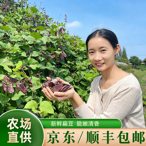 现摘现发紫扁豆软糯清甜