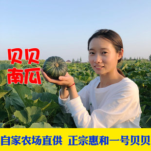 晓玲农场正宗日本进口种源惠和一号贝贝南瓜板栗迷你婴儿宝宝辅食