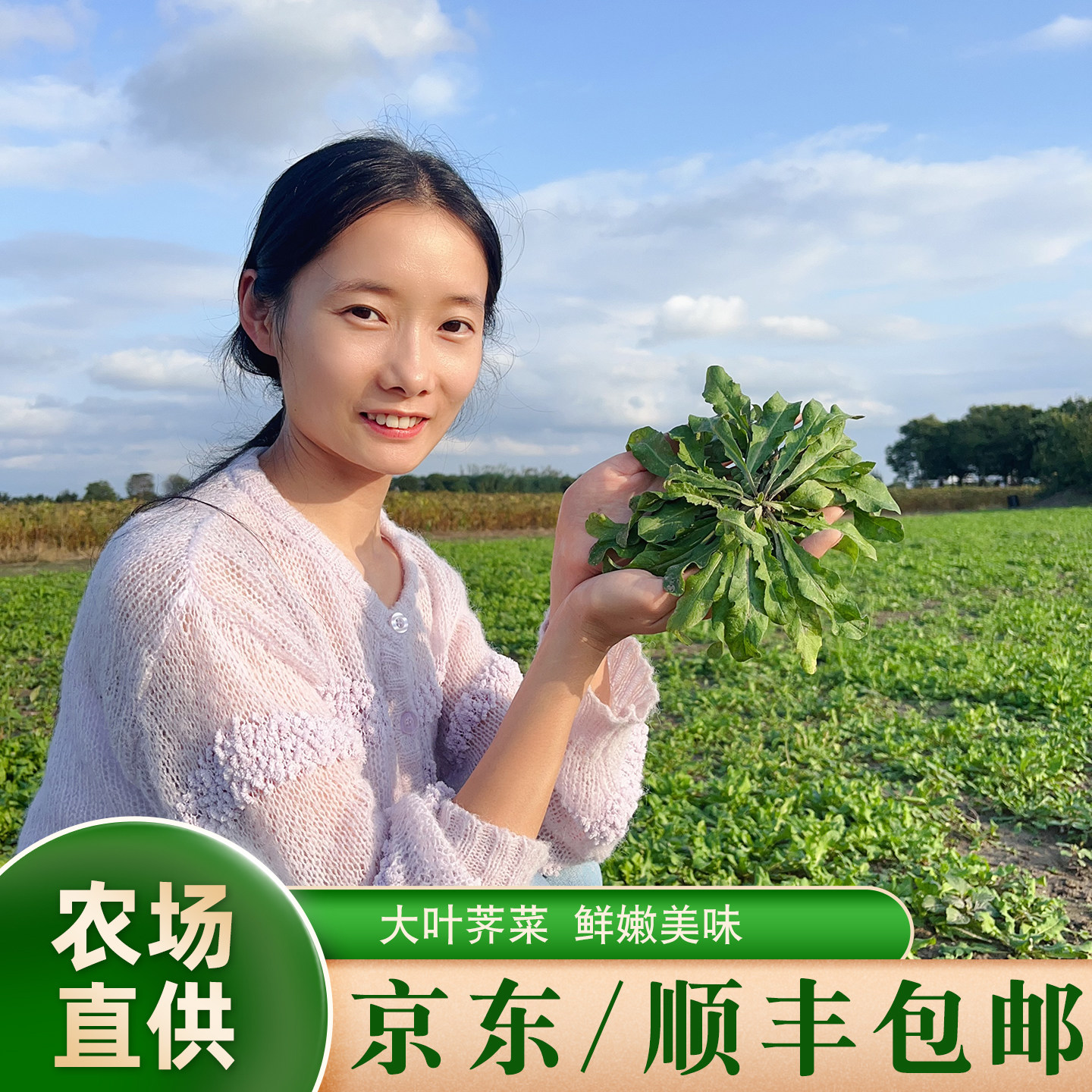 晓玲农场新鲜现挖地菜野菜荠荠菜图片