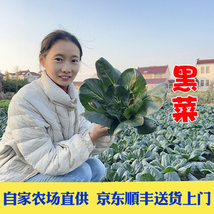 京东顺丰霜冻新鲜黑菜如皋黑塌菜乌塌菜塔菜塌棵菜趴趴菜塌苦菜