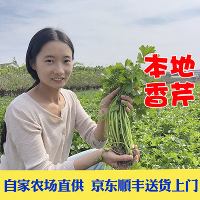 老品种芹菜京东顺丰包邮鲜嫩脆香