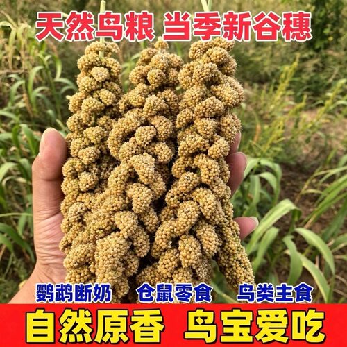 新谷穗天然小米穗鹦鹉零食带壳谷子鸟粮仓鼠粮饲料逗鼠棒造景装饰