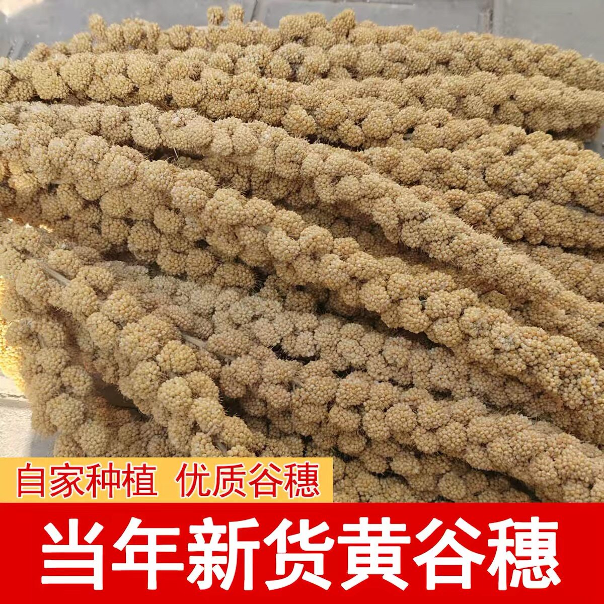 谷穗天然谷穗黄谷穗小米穗鹦鹉小鸟零食仓鼠笼造景装饰摄影杂粮穗