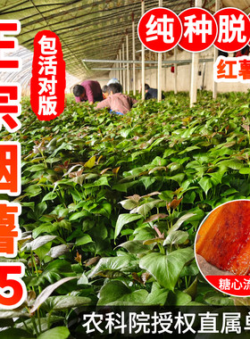 正宗山东红薯苗烟薯25哈密苗板栗薯榴莲蜜薯苗西瓜红高产红薯苗秧