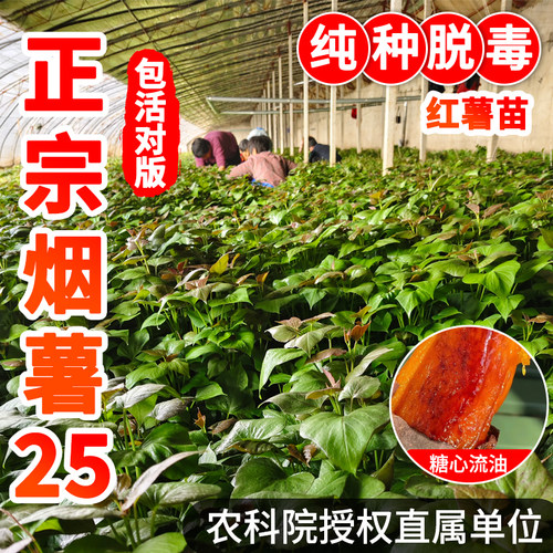 正宗山东红薯苗烟薯25哈密苗板栗薯榴莲蜜薯苗西瓜红高产红薯苗秧