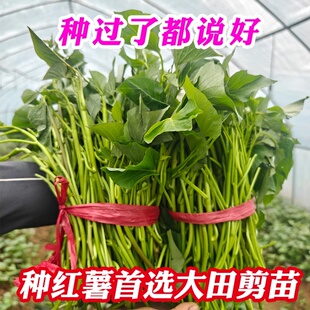 山东正宗红薯高剪苗榴莲蜜薯苗烟薯25哈密西瓜红薯苗地瓜秧批发