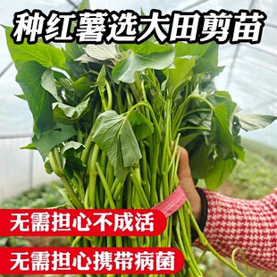 正宗山东高剪红薯苗榴莲蜜薯苗烟薯25号苗哈密西瓜红薯苗地瓜秧子