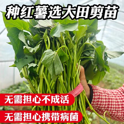 正宗山东高剪红薯苗榴莲蜜薯苗烟薯25号苗哈密西瓜红薯苗地瓜秧子